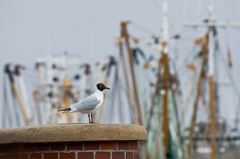 Tiere-Möwe-D35_5982-als-Smart-Objekt-1.jpg - Im Fischereihafen von Greetsiel scheint es als ob die Zeit stehen geblieben wäre. Nur der gegenüberliegende dänische Eisladen ( sehr leckeres Eis ) erinnert an die Gegenwart.