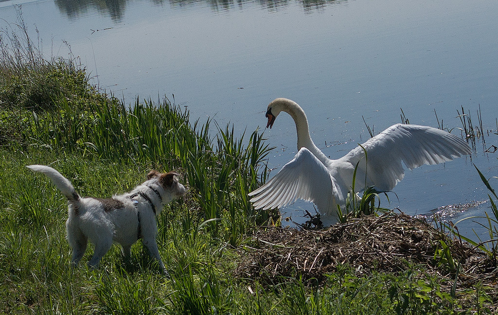 Rhein-04---2017-Rhein-04---201704210017-1-Kopie.jpg - Nachdem der Schwan laut los fauchte hat Felix es doch vorgezogen auf Abstand zu bleiben