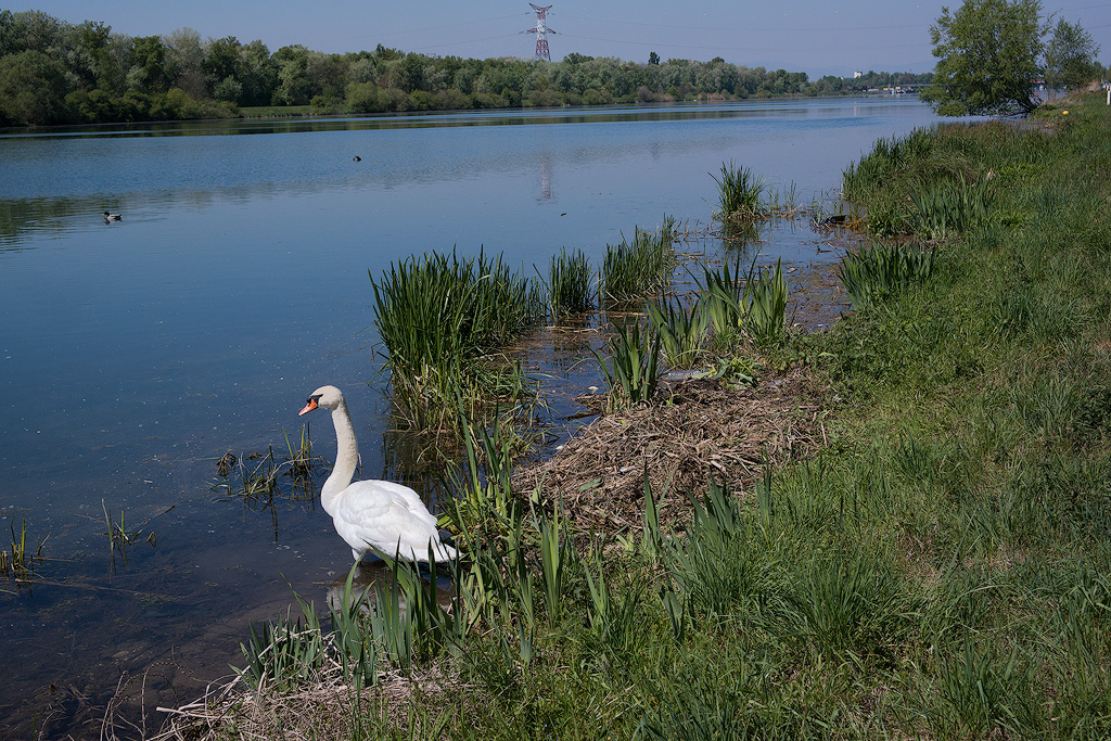 Rhein-04---2017-Rhein-04---201704210022-1-Kopie.jpg - Spaziergang bei schönem Wetter am Rhein