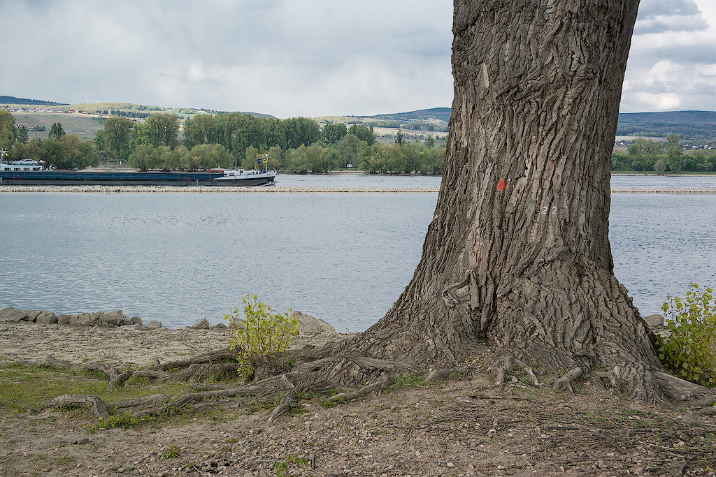 Rhein-04---2017-Rhein-04---201704270011-1-Kopie.jpg