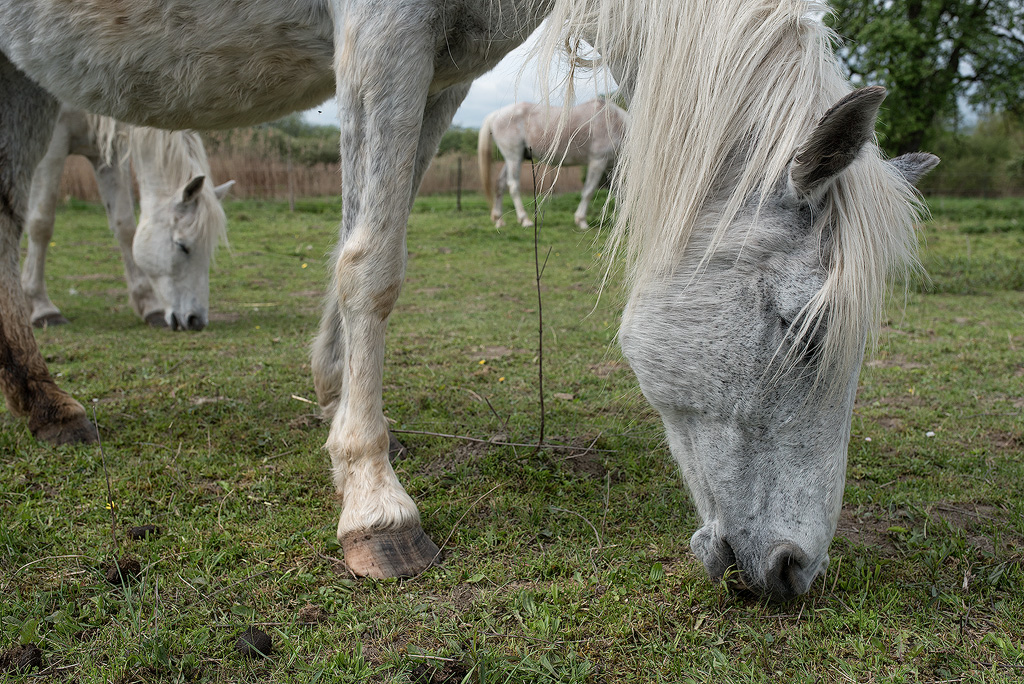 Rhein-04---2017-Rhein-04---201717X_5493-1-Kopie.jpg - Weidende Pferde unmittelbar in der Nähe vom  Übernachtungsplatz