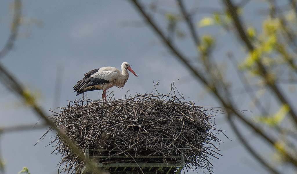 Rhein-04---2017-Rhein-04---201717X_5974-1-Kopie.jpg - Und der Storch thronte über der wunderschönen Natur