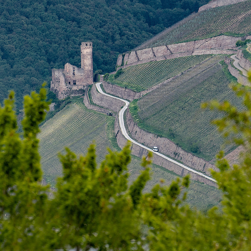 Rhein-04---2017-Rhein-04---201717X_6012-1-Kopie.jpg - Schöner Weinberg mit Blick auf die Burg