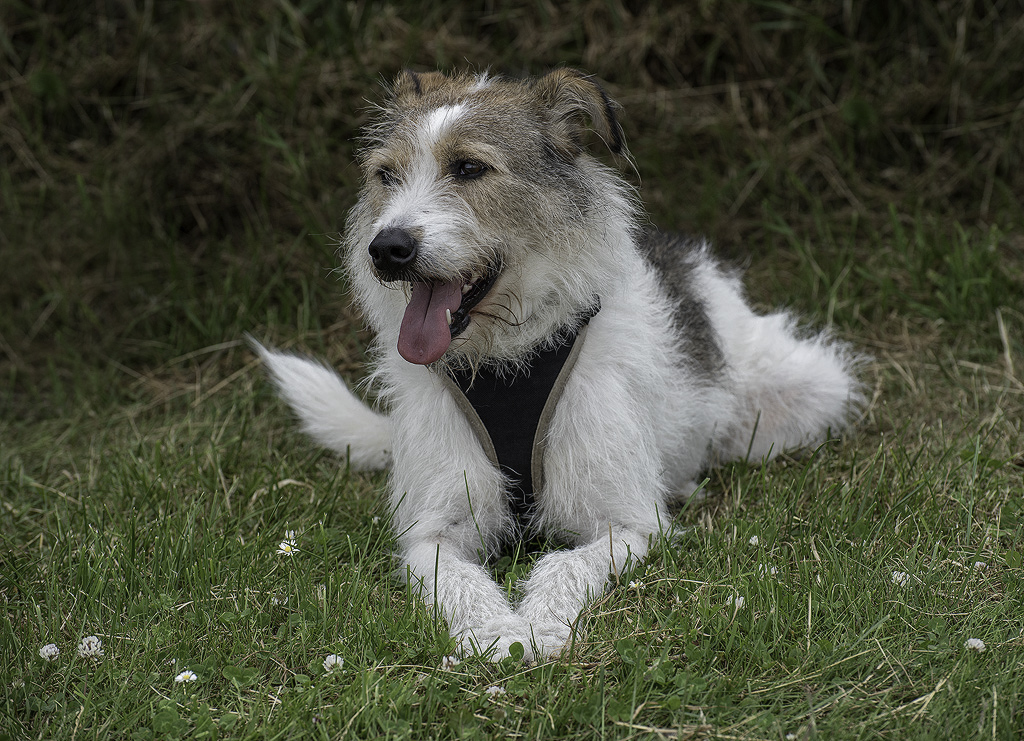 Dänemark-06---2017-+-17X_6396-1-Kopie-1.jpg - Felix in der Natur - das ist seine Welt