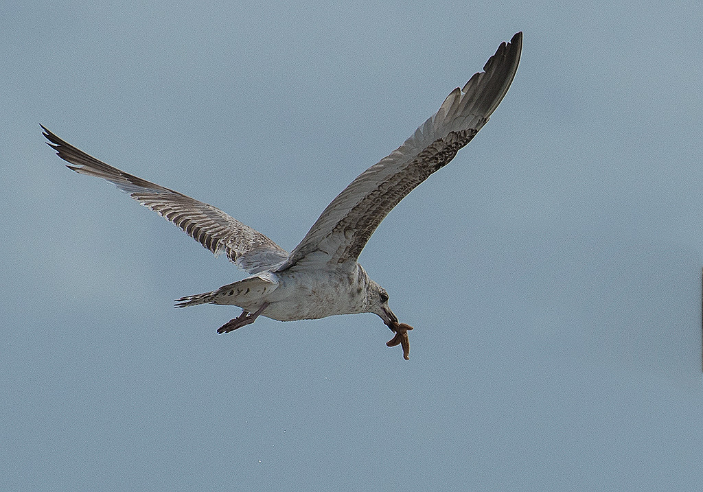 Dänemark-06---2017-+-17X_6533-1-Kopie.jpg - Seestern Räuber