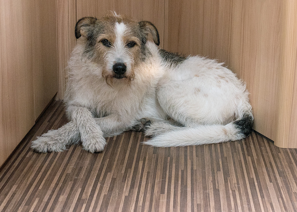 Dänemark-06---2017-+-17X_6834-1-Kopie.jpg - Felix in Dämmerstimmung