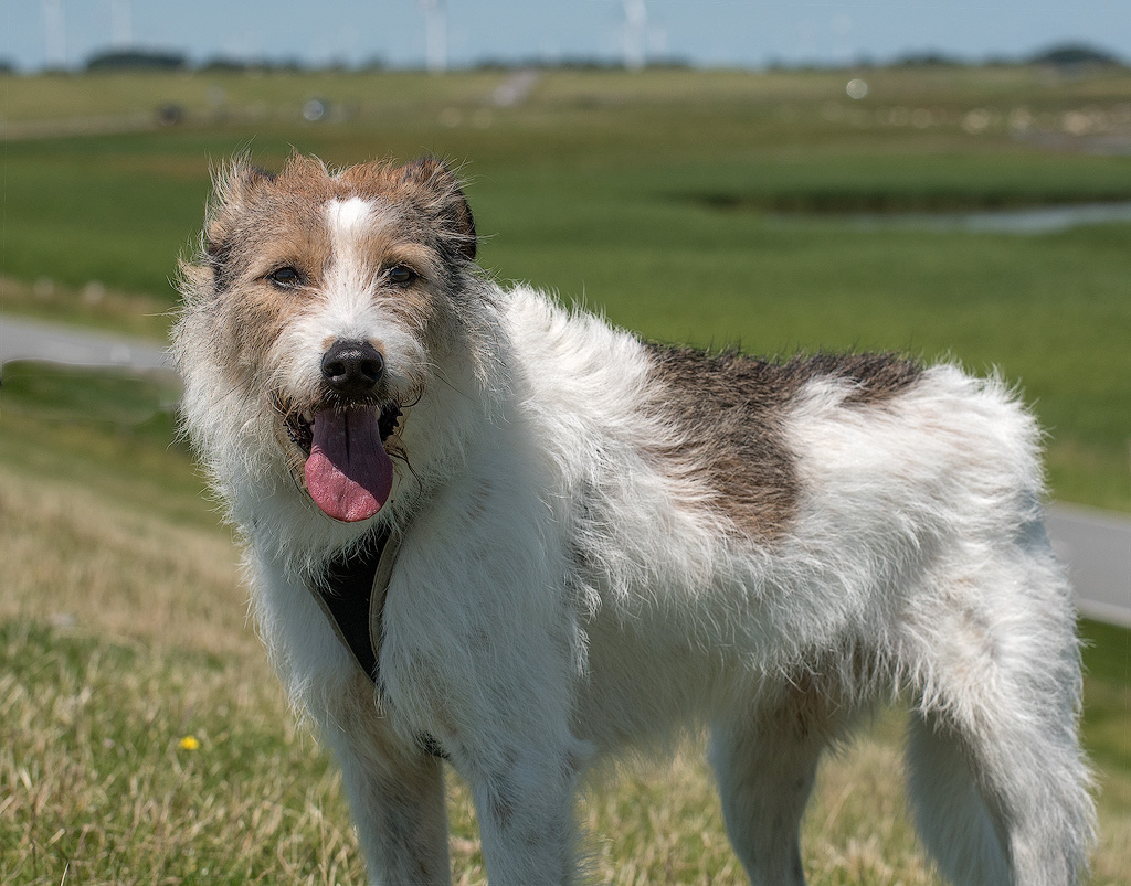 Dänemark-06---2017-+-17X_6994-1-Kopie.jpg - Felix auf dem Deich