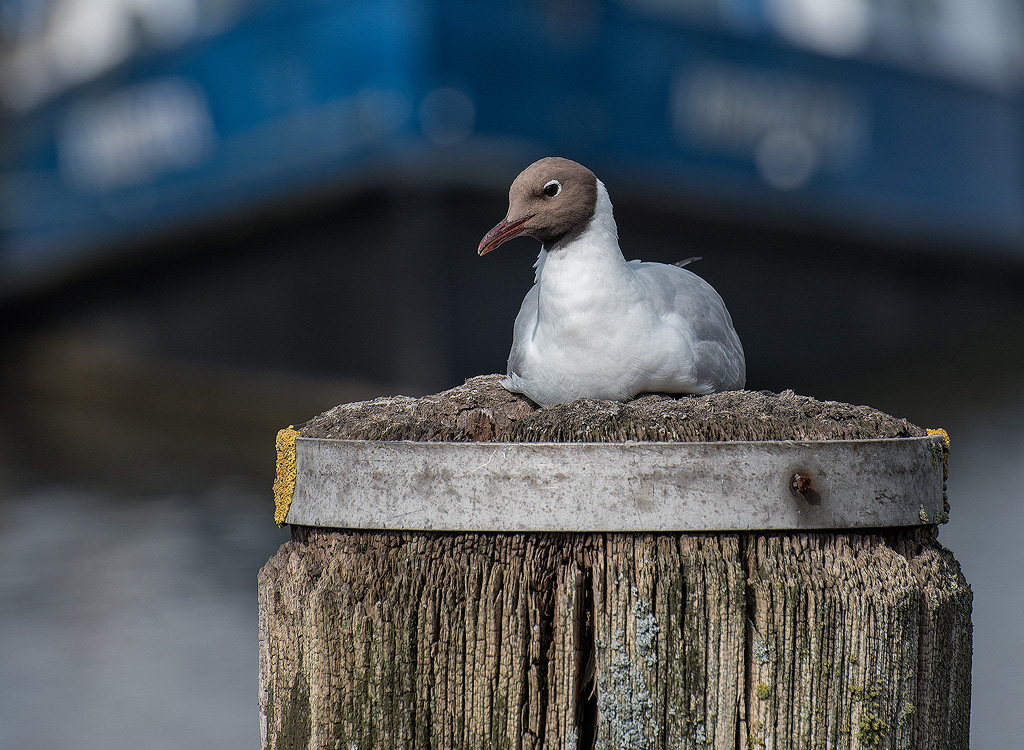 Dänemark-06---2017-+-17X_7294-1-Kopie.jpg - Im Hafen