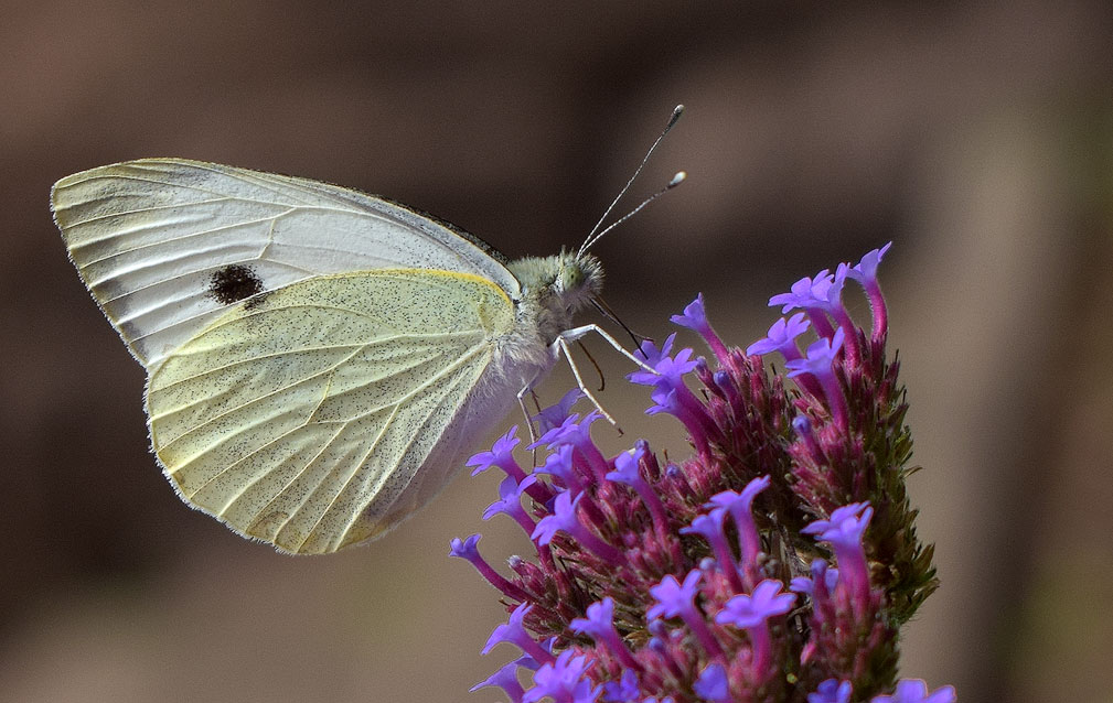 Elsass-09-(211)-1-Kopie.jpg - Vor den Wohnungen habe ich noch dieses prachtvolle Exemplar mit der Kamera erwischt