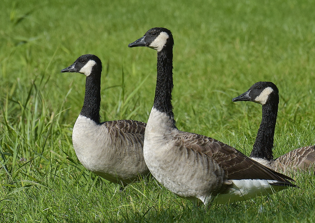 Elsass-09-(3)-1-Kopie.jpg - In Stellplatznähe beim Gassi gehen entdeckt