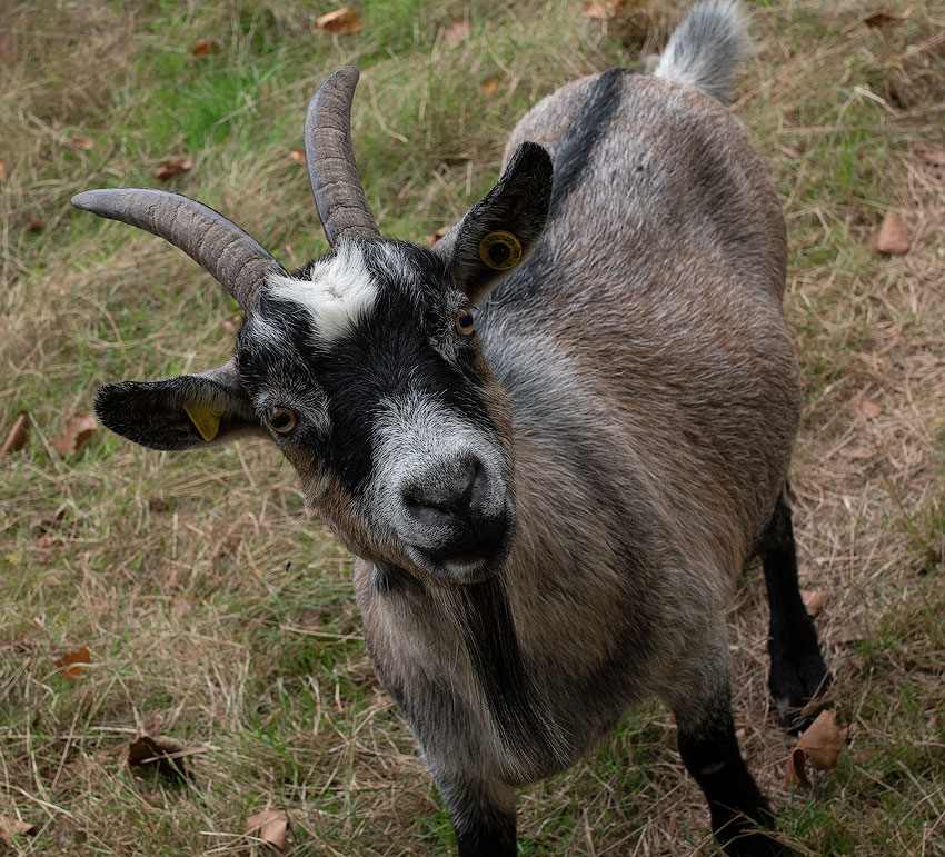 Eifel-Mosel-09---201818X_8683-1-Kopie.jpg - Die neugierige Ziege - da ist was wahres dran