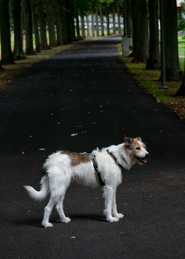Eifel-Mosel-09---2018DSC_2358-1-Kopie.jpg - Reisedauer 18 Tage 980  km - Erster Stop in Bad Neuenahr - mit Felix im Kurpark