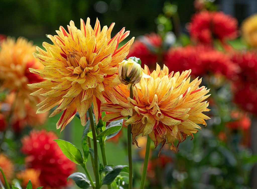 Eifel-Mosel-09---2018DSC_2372-1-Kopie.jpg - Schöne Dalien schmücken den Kurpark