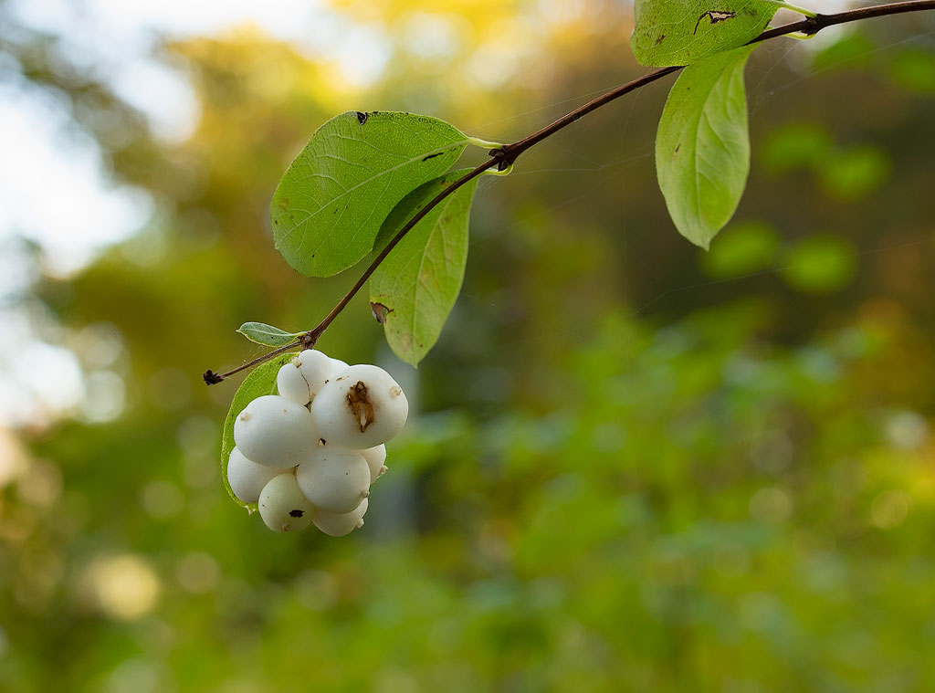 Tour-Belgien-10---201818X_9041-1-Kopie.jpg - Ein wunderschöner Park mitten in der Natur