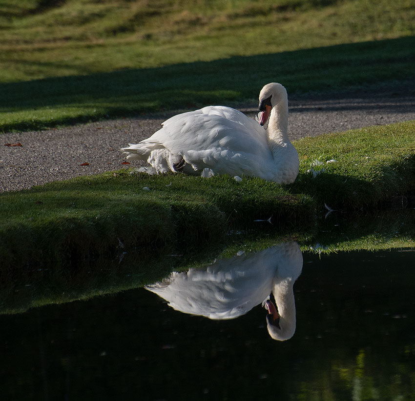 Tour-Belgien-10---201818X_9045-1-Kopie.jpg - Spiegelung im Schloßsee