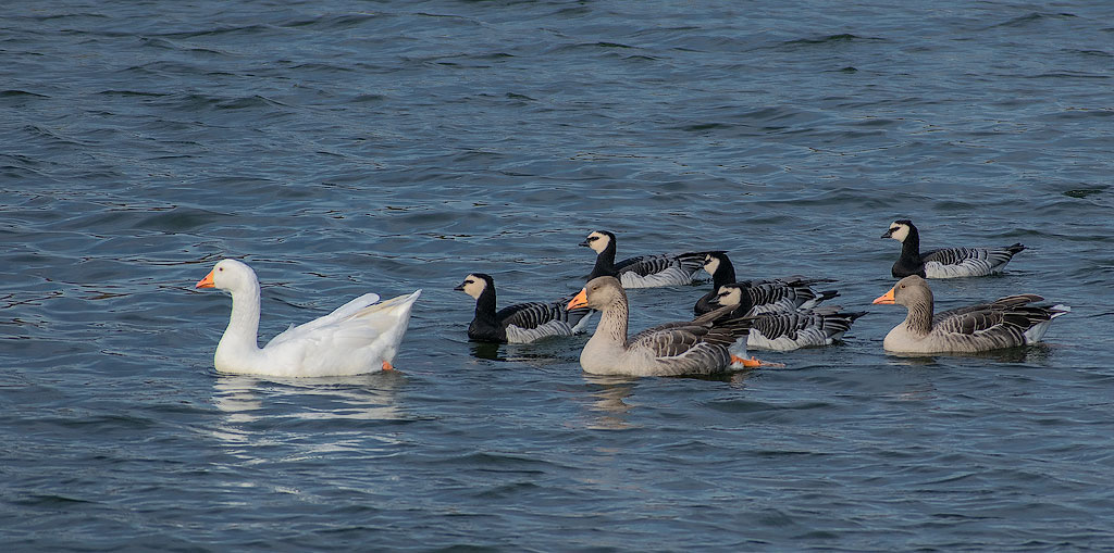Tour-Belgien-10---2018DSC_3065-1-Kopie.jpg - Letzter Tag in der Kalthouter Heide