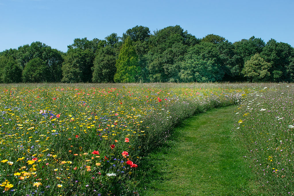DSC_4284-Münsterland-07.jpg - Wilde Blumenwiese am Anholter Wasser Schloss