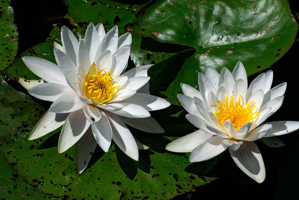 DSC_4293-Münsterland-07.jpg - Am Teich zum Schlossgarten