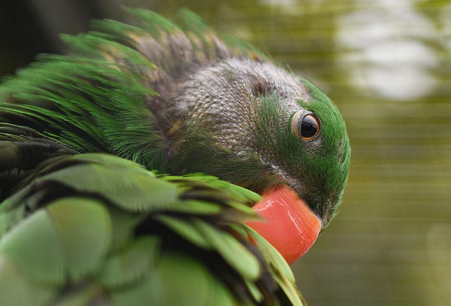 DSC_0550-Tour-Ostsee-08.jpg - Kleiner Tierpark nähe Ludwigslust