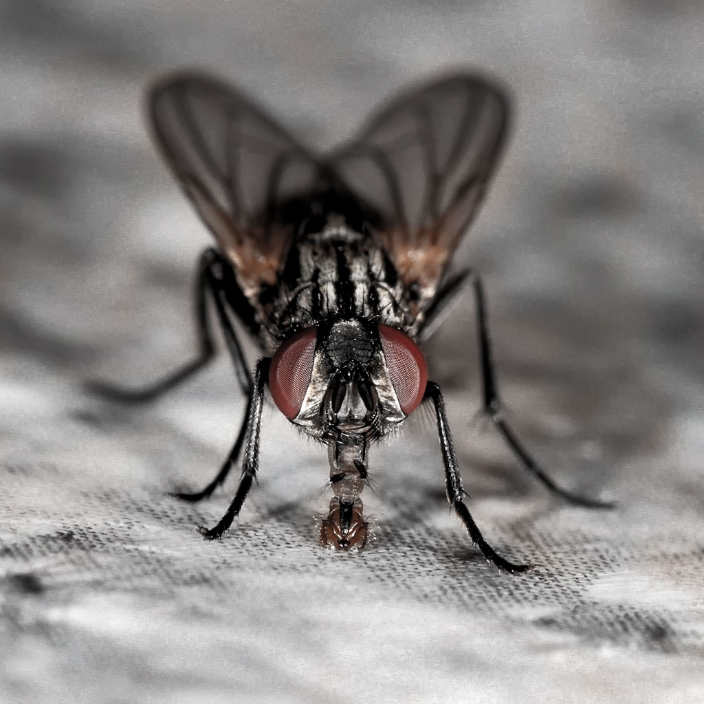 Fliege-Tiere-D31_2195-1-Kopie.jpg