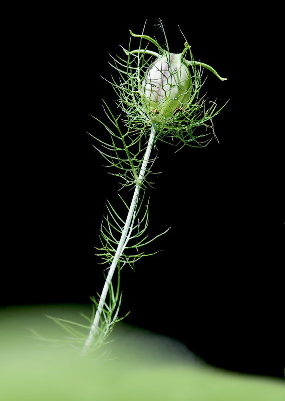 pflanze-D35_4217-als-Smart-Objekt-1.jpg - .