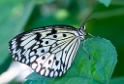 tiere-schmetterling-D35_5405-1-Kopie-3