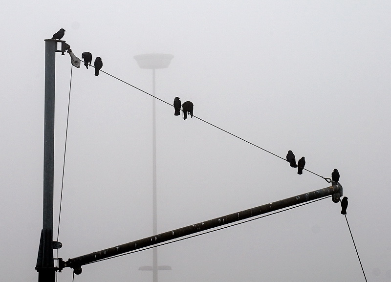ZUgvögelD35_6130-als-Smart-Objekt-1.jpg - Am anderen Morgen dann das. Starker Nebel und nur noch 4 Grad Aussentemperatur .Da man uns in Neu Harlingersiel nicht mit unserem Hund ( Anton ) auf den Stellplatz ließ, sind wir weiter nach Bremervörde gefahren.
