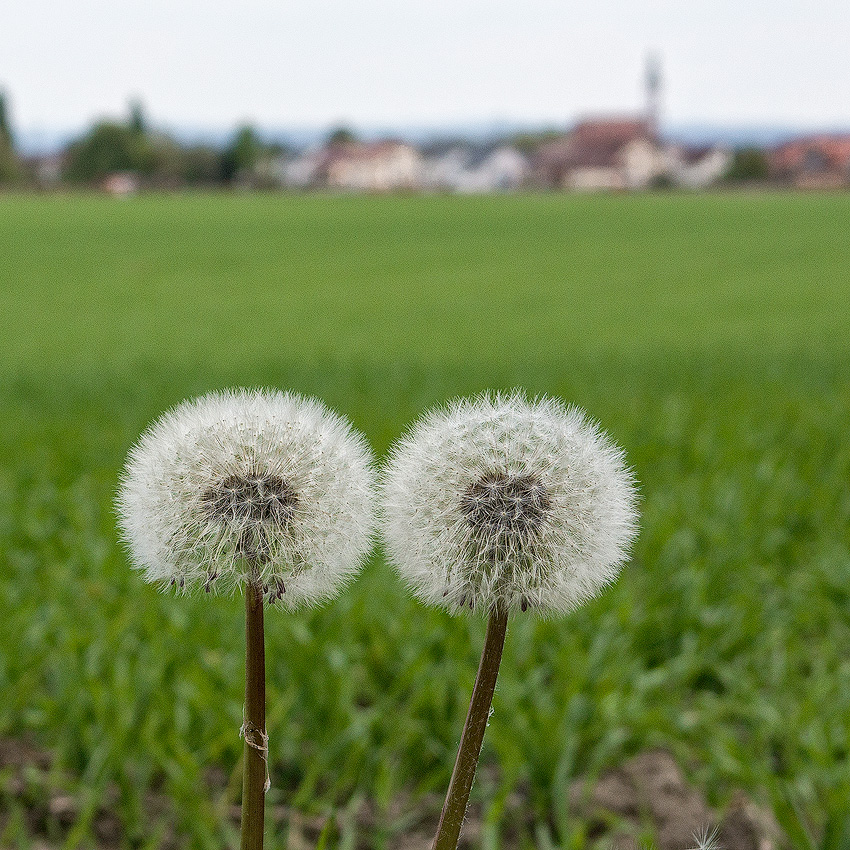 Rhein-04---2017-Rhein-04---201704140021-1-Kopie.jpg -  Reisedauer 18 Tage - 960 km gefahren - Start für unsere Rheintour ist Oppenheim mit einem schönen Stellplatz im Grünen