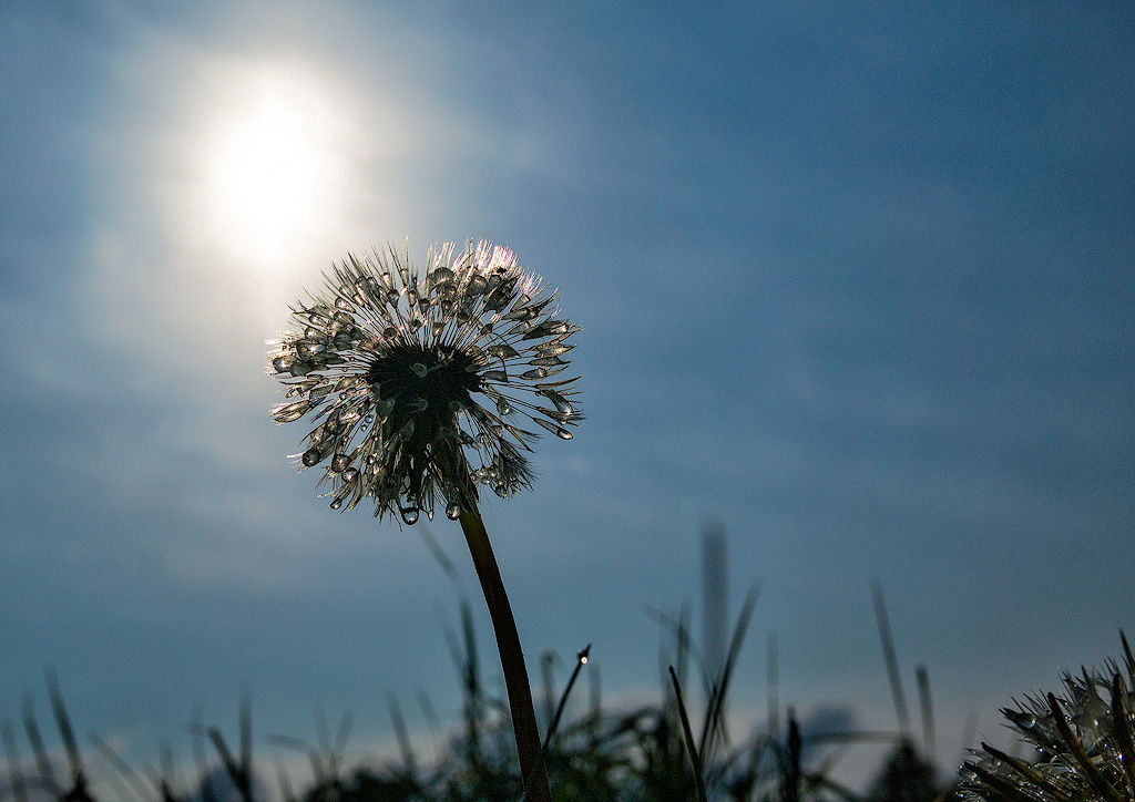 Rhein-04---2017-Rhein-04---201704270005-1-Kopie.jpg - Bei schönem Wetter sind wir mehrmals durch die Rheinauen gewandert