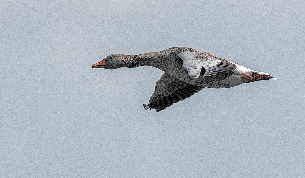 Rhein-04---2017-Rhein-04---201717X_5906-1-Kopie.jpg - Und umherfliegende Enten