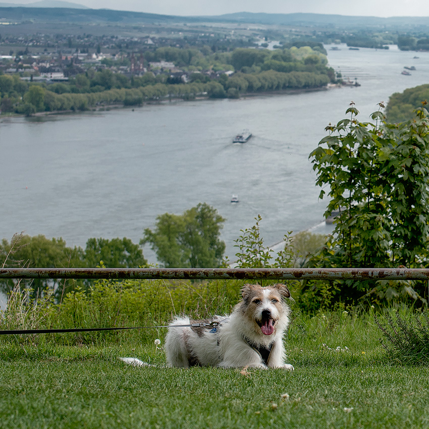 Rhein-04---2017-Rhein-04---201717X_6021-1-Kopie.jpg - Felix war auch begeistert