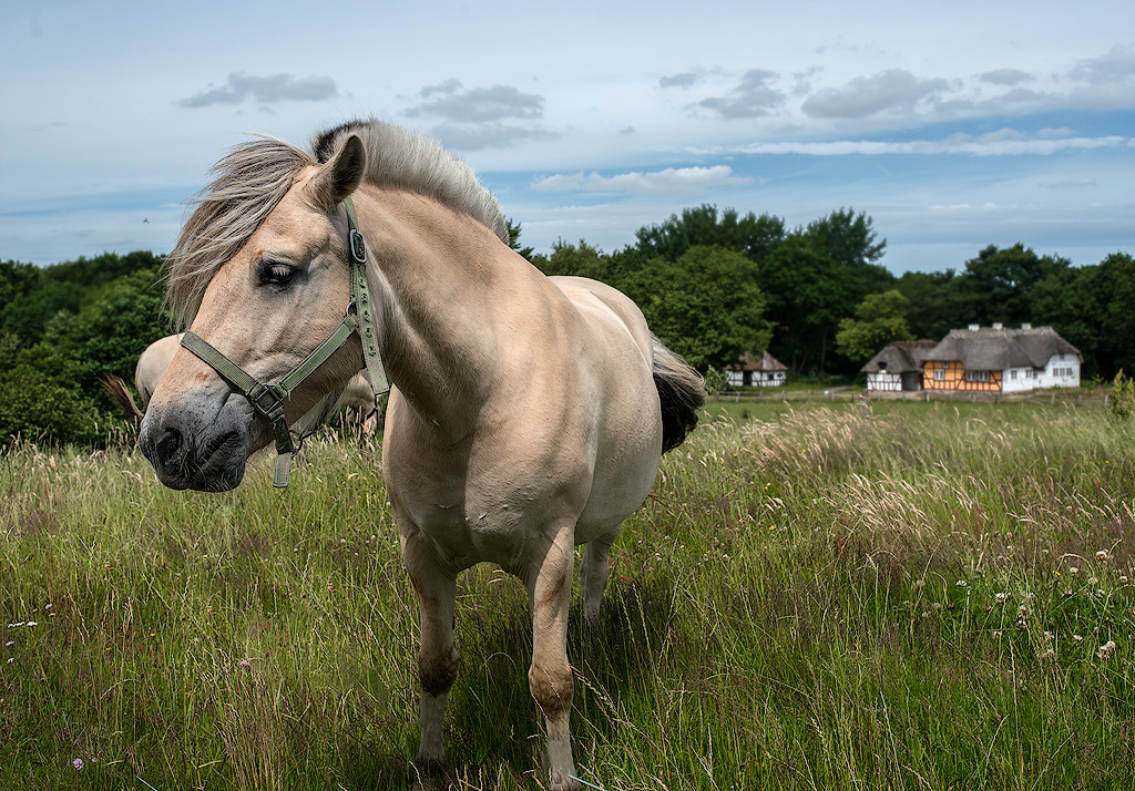 Dänemark-06---2017-+-17X_6790-1-Kopie.jpg - Besuch im Freilichtmuseum Hjerl Hede