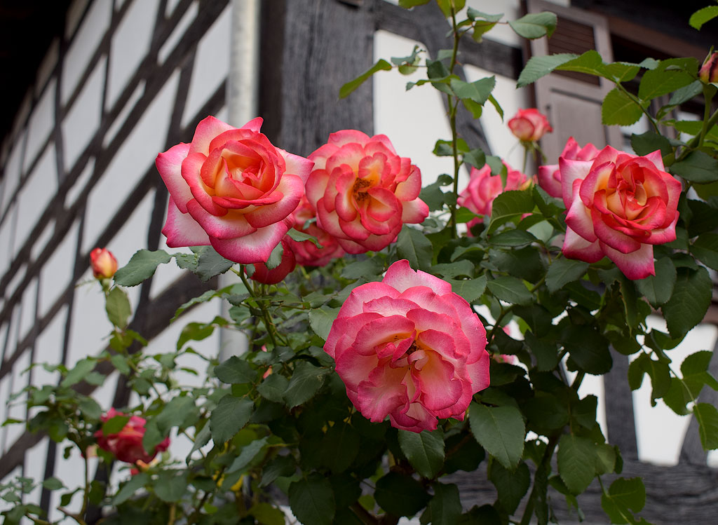 Elsass-09-(260)-1-Kopie.jpg - Viele Fachwerkhäuser und immer wieder blühende Vorgärten