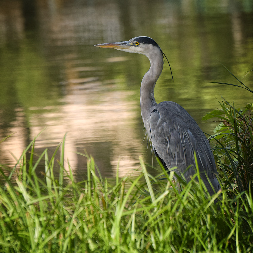 Elsass-09-(4)-1-Kopie.jpg - Der Comoran wacht über seinen Teich