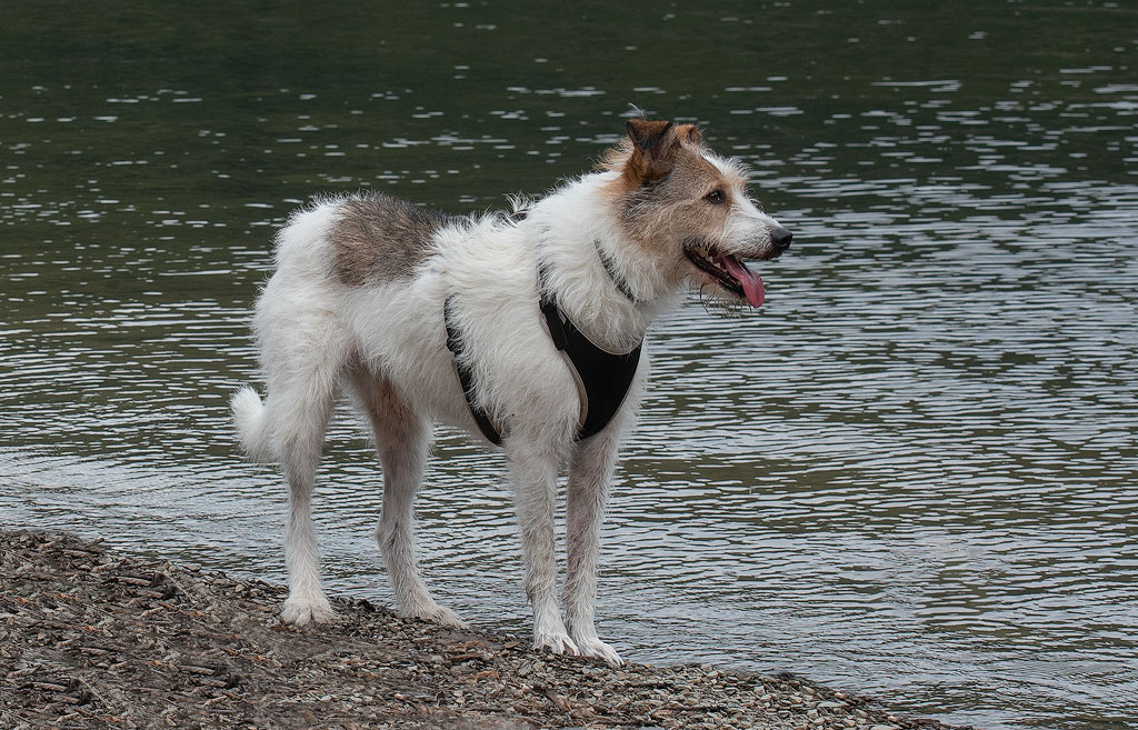 Eifel-Mosel-09---201818X_8462-1-Kopie.jpg - Felix am Rursee