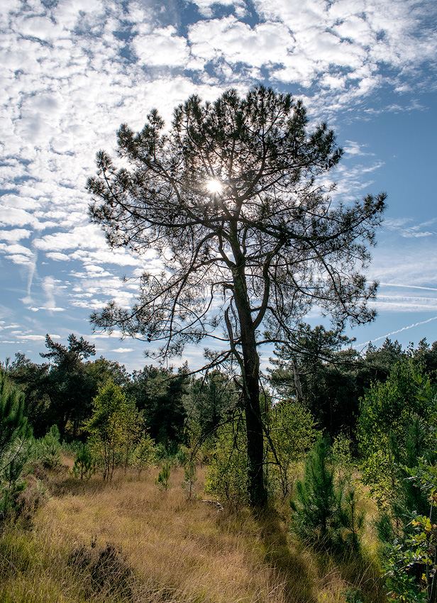 Tour-Belgien-10---2018DSC_3543-1-Kopie.jpg - Noch ein schöner Spaziergang in der Umgebung