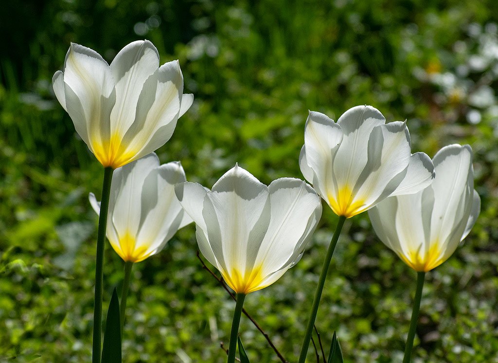 DSC_3753.jpg - Im Kurpark