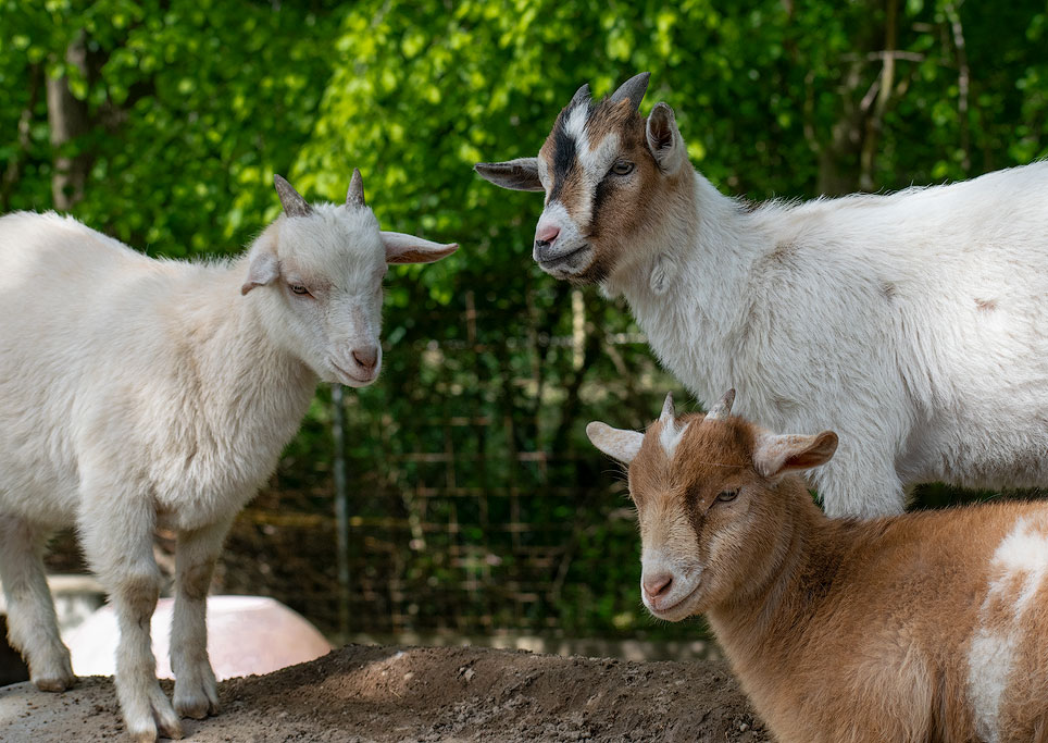DSC_4105.jpg - Letzter Tag im Minizoo bei Ladenburg