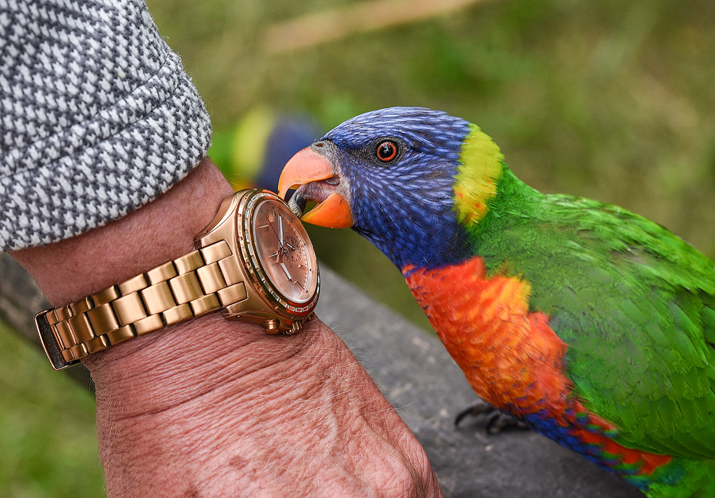 DSC_0631-Tour-Ostsee-08.jpg - Ganz ohne Scheu macht sich der Papagei an der Armbanduhr zu schaffen 