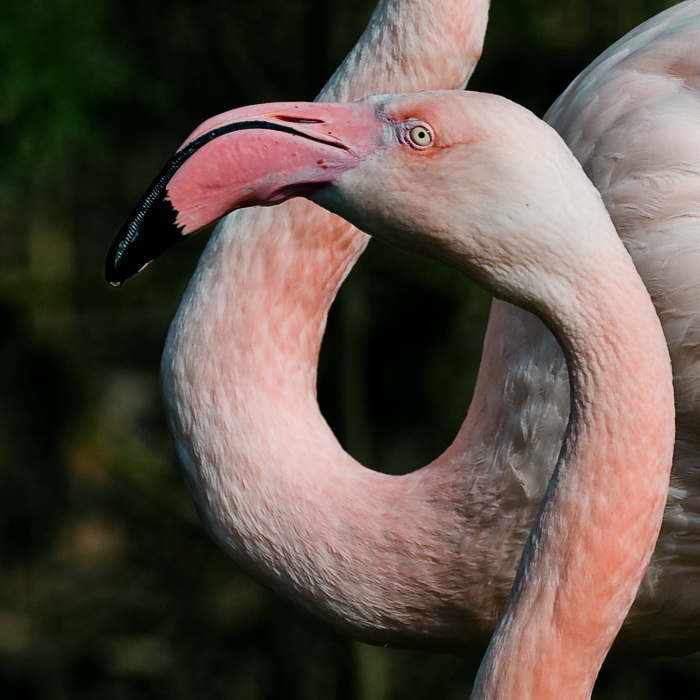 25.03.2011tiere-flamingo-D35_2335-als-Smart-Objekt-1.jpg - Zoo Wuppertal.