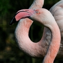 25.03.2011tiere-flamingo-D35_2335-als-Smart-Objekt-1